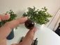 Smoky Quartz Mini Spheres
